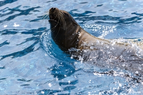 正在水中表演的海狮图片